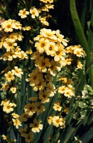 Sisyrinchium striatum